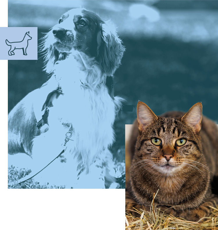 A fluffy dog and brown tabby cat