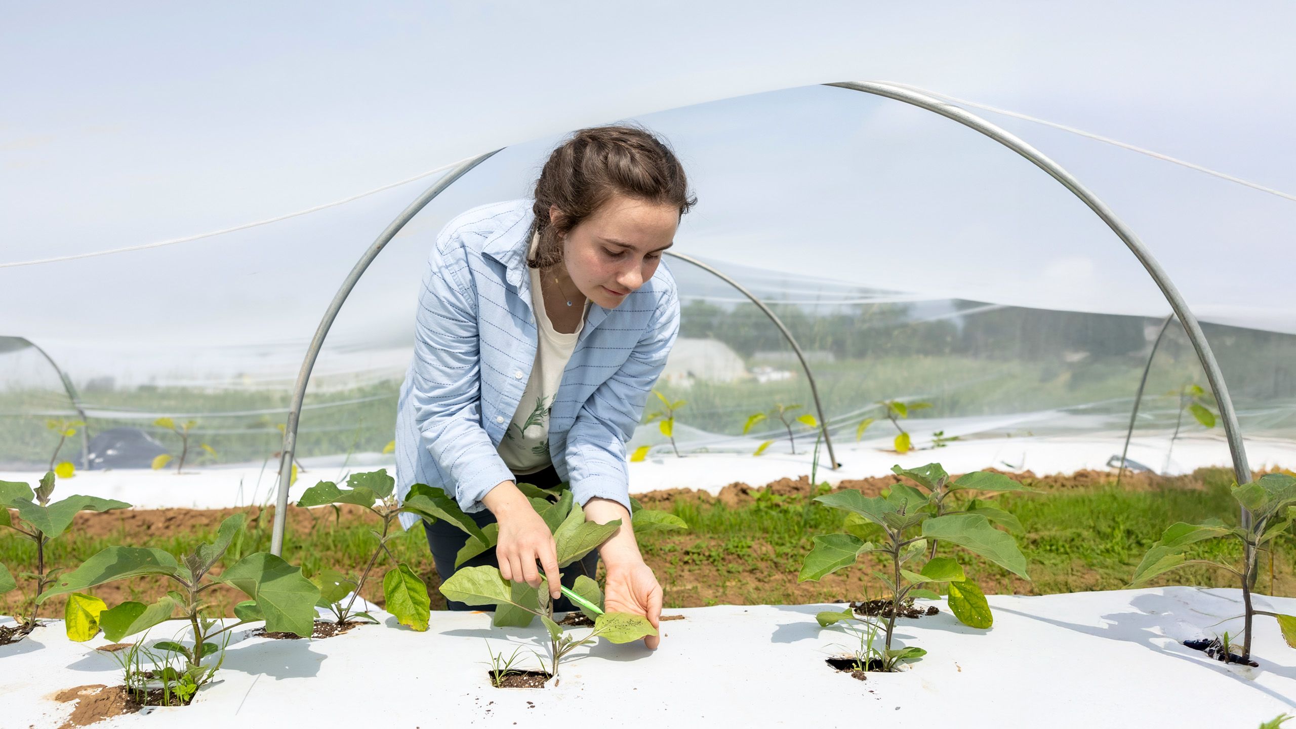 Student inspecting a plant inside of a hoop house nursery