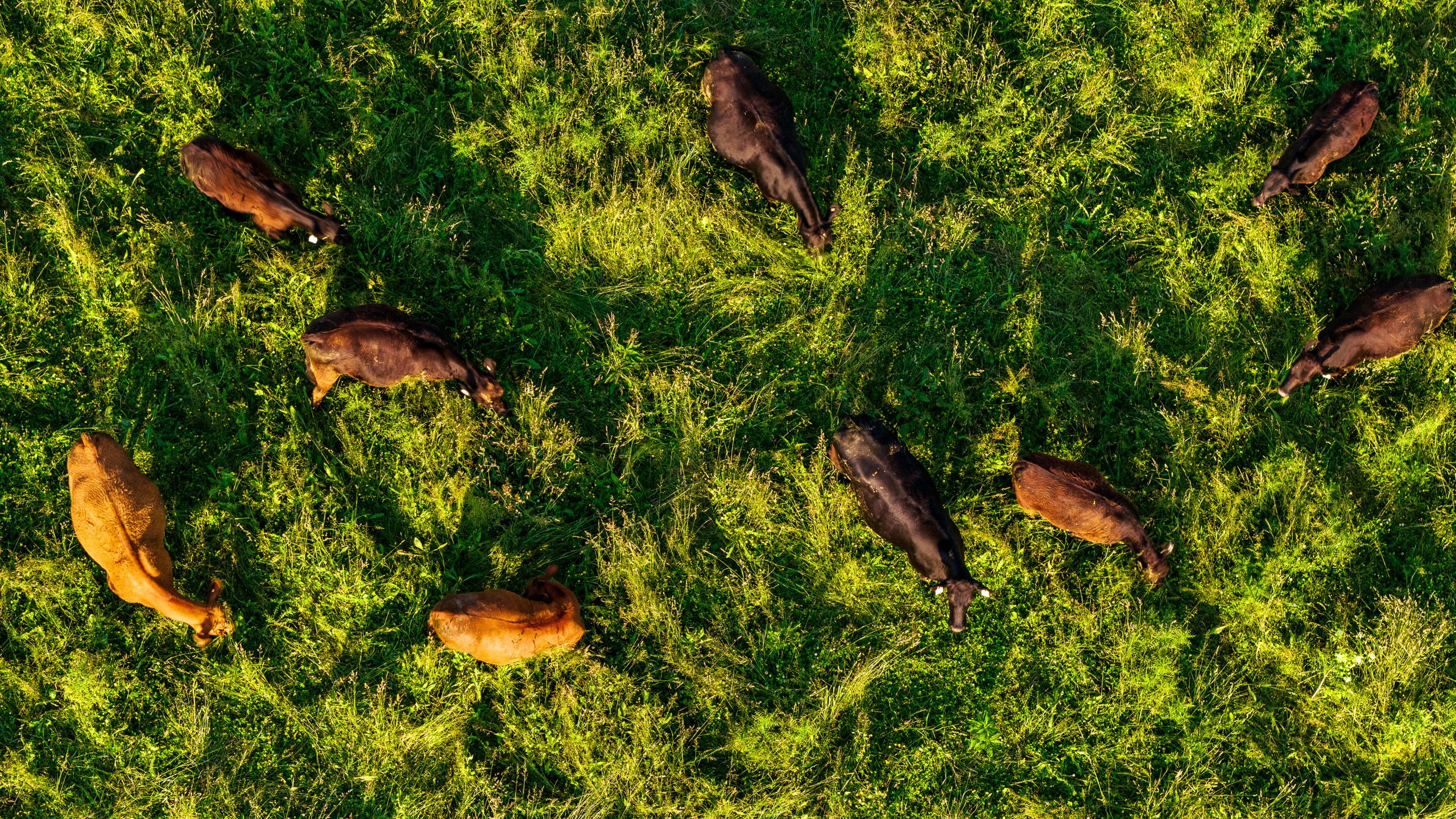 An arial view of cows grazing on a bright green field at sunset
