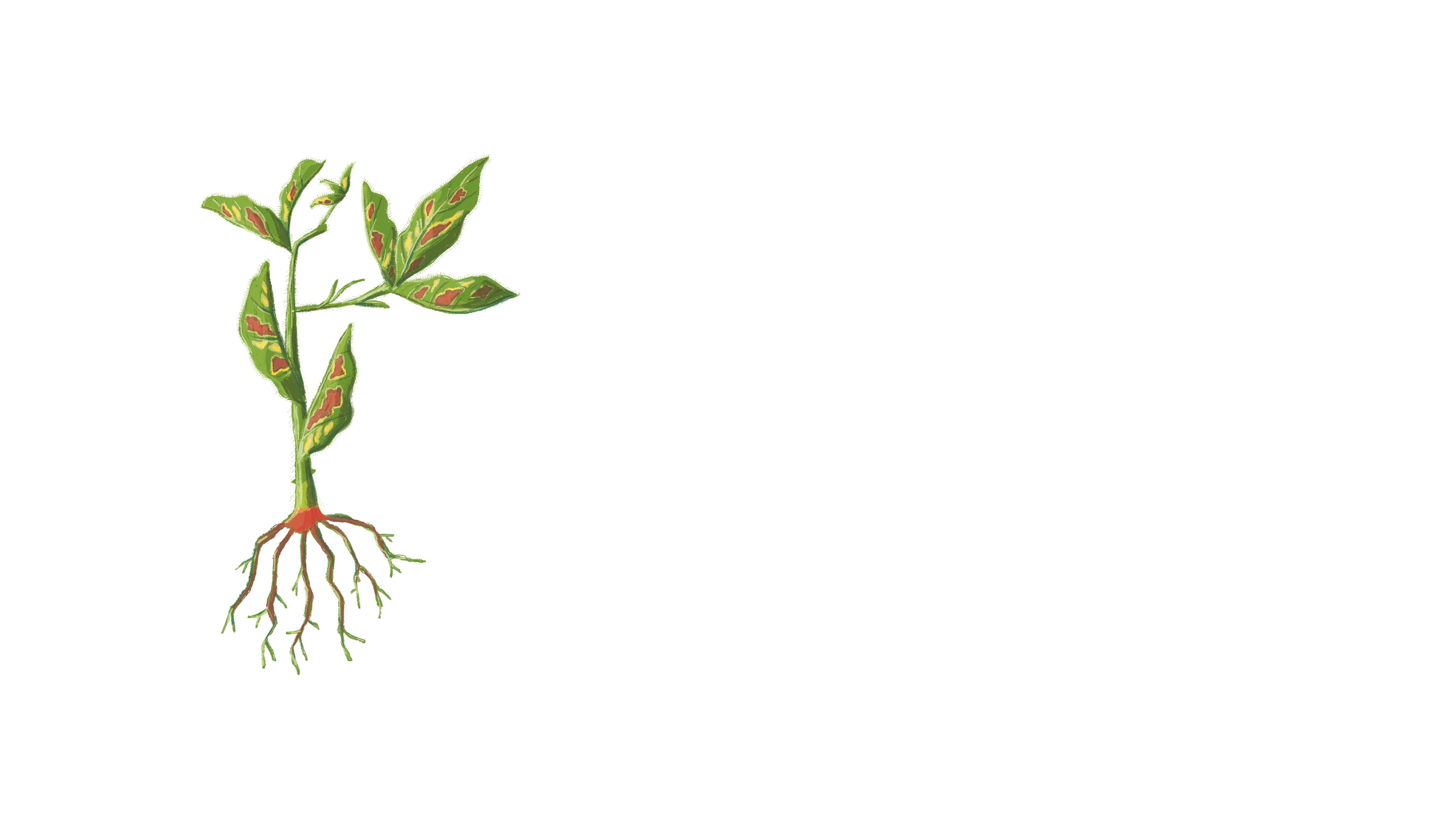 illustration of a soybean plant with red crown rot