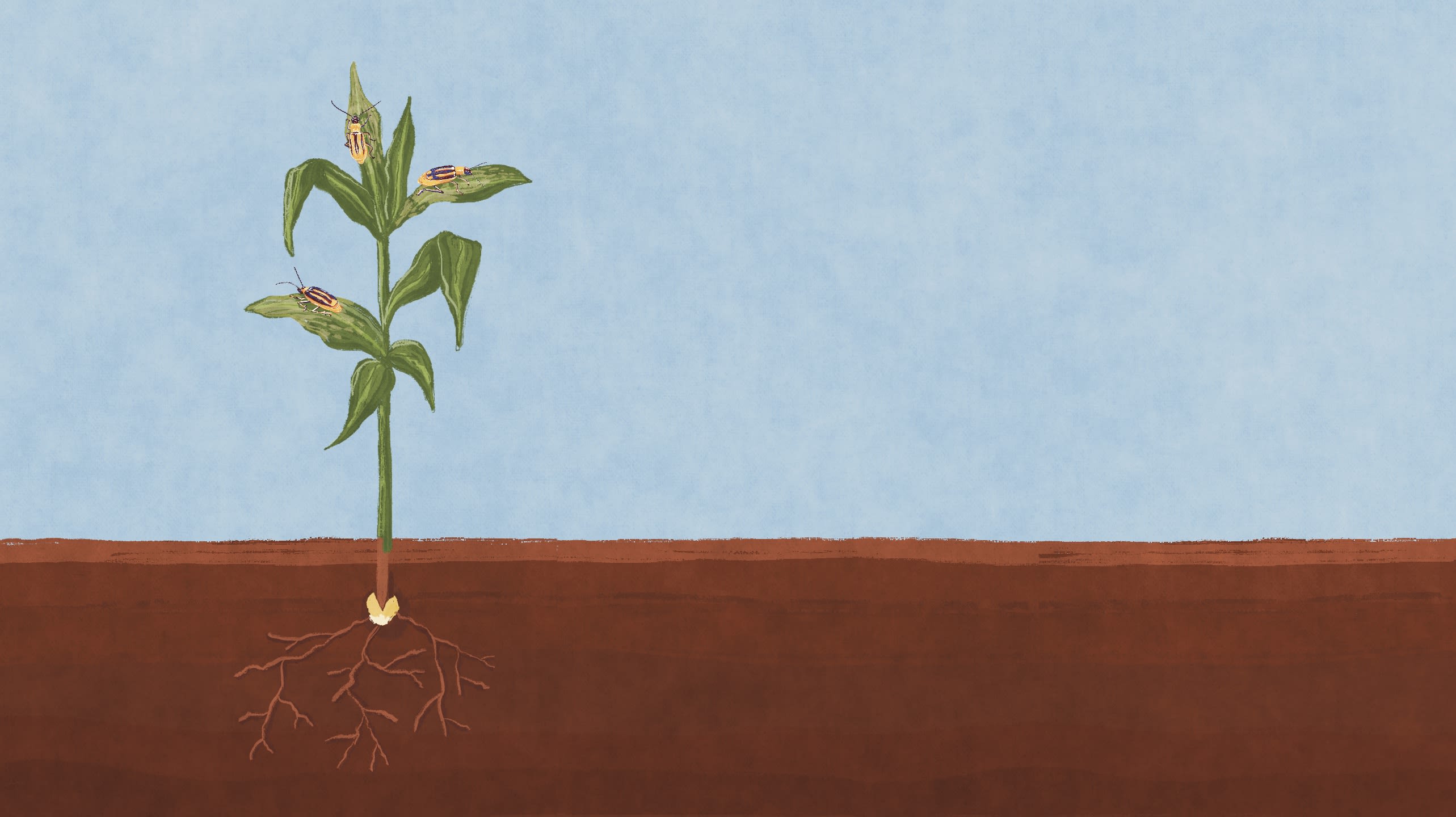 illustration of corn seed buried in dirt