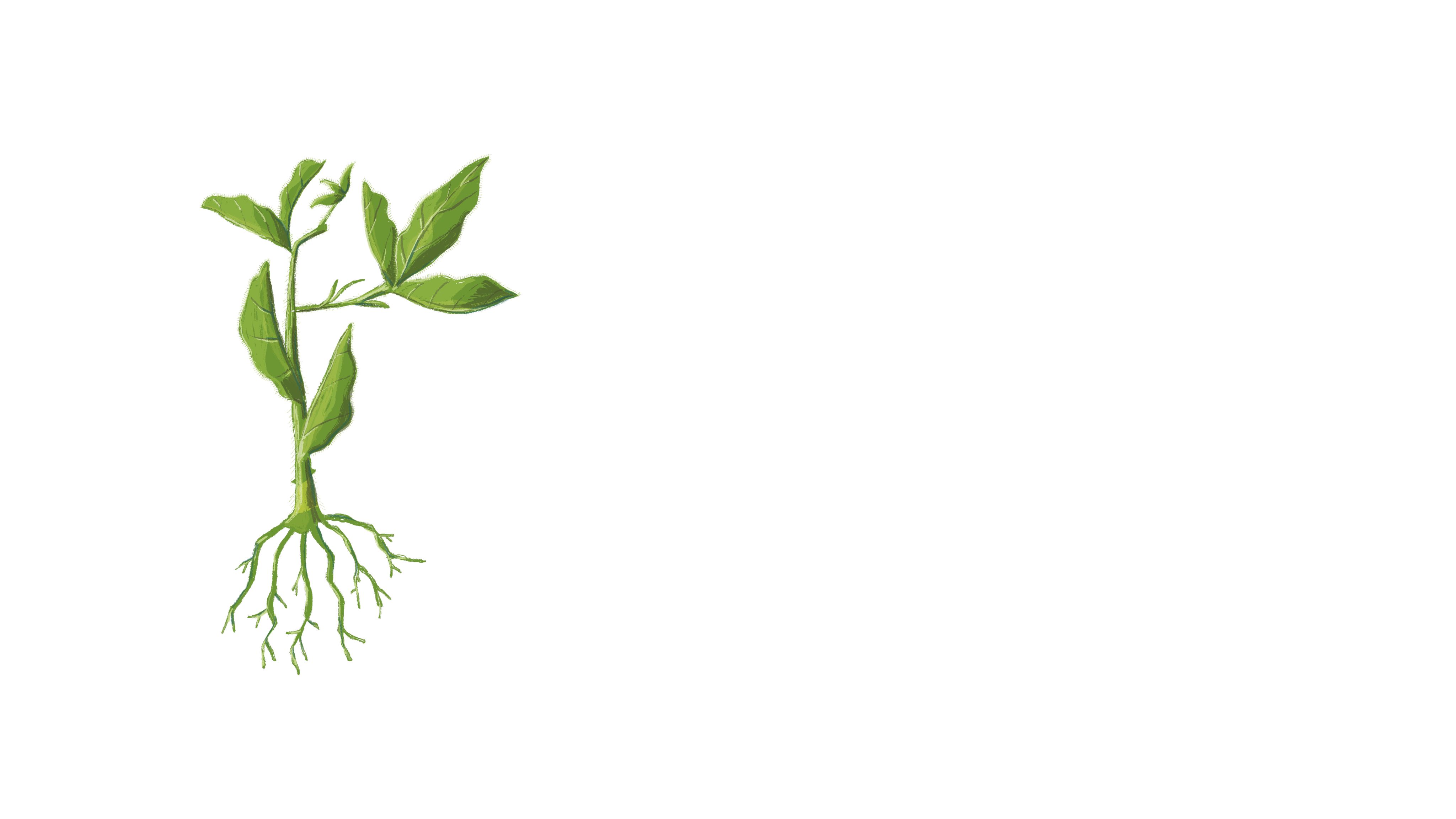 illustration of soybean plant with red crown rot