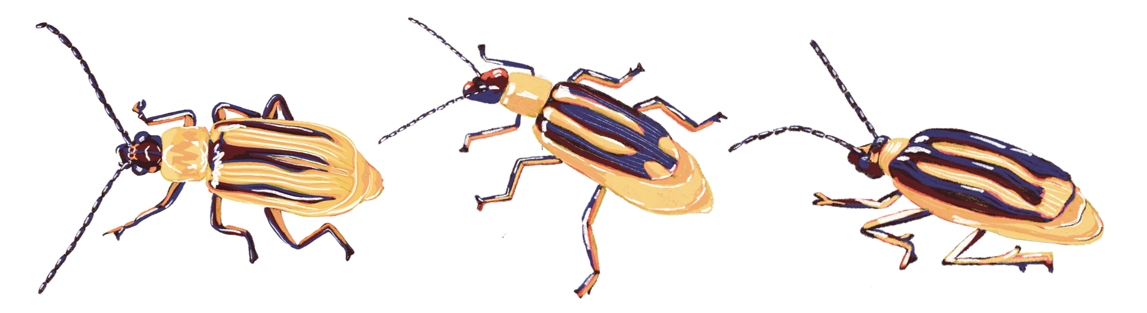 an illustration of 3 corn rootworms