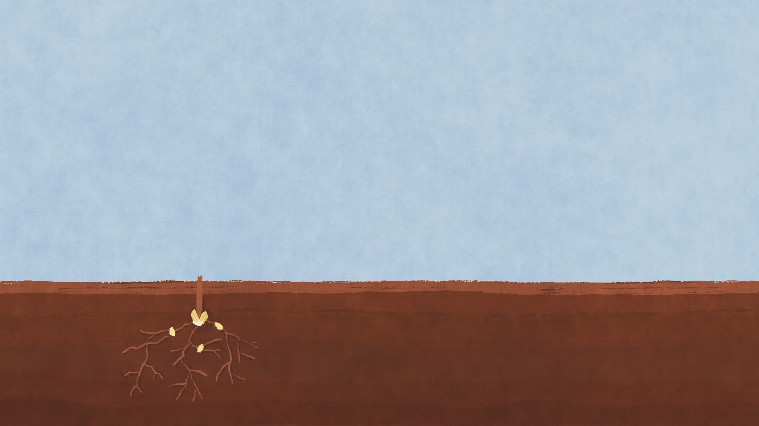 illustration of corn seed buried in dirt