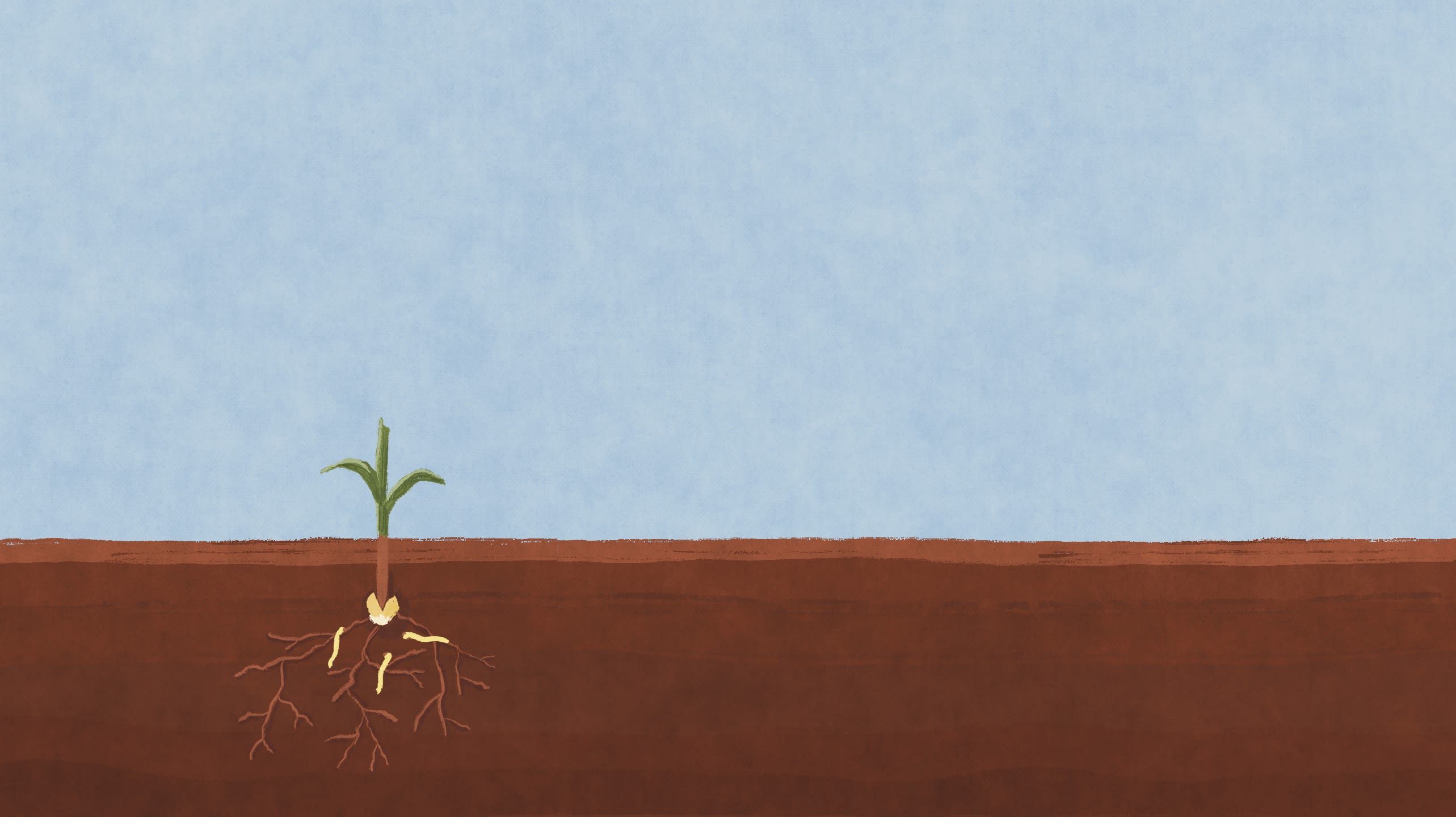 illustration of corn seed buried in dirt