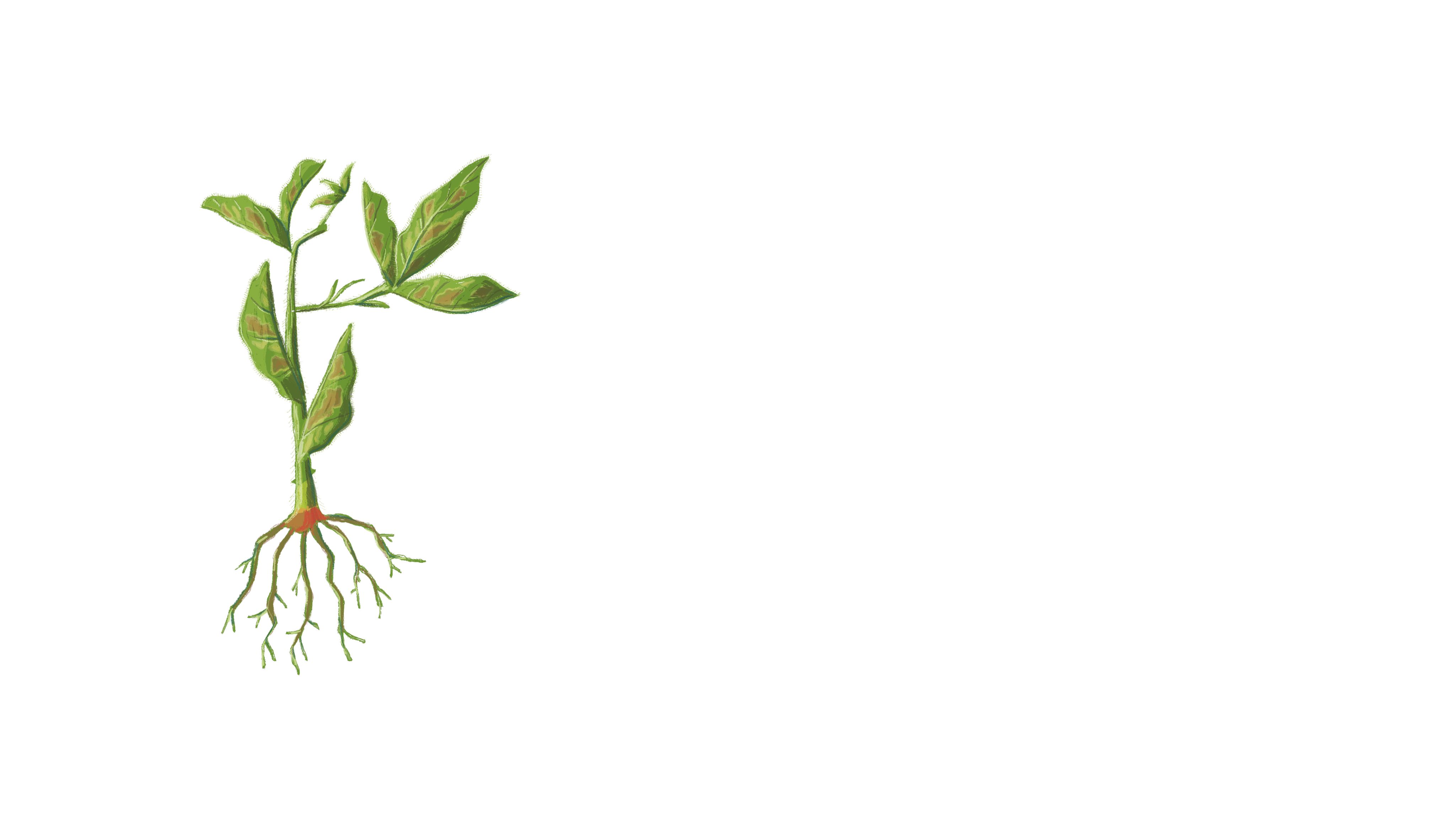 illustration of a soybean plant with red crown rot