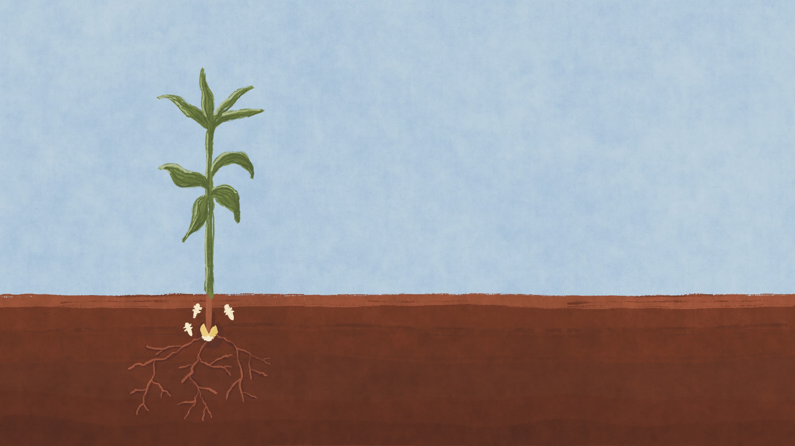 illustration of corn seed buried in dirt