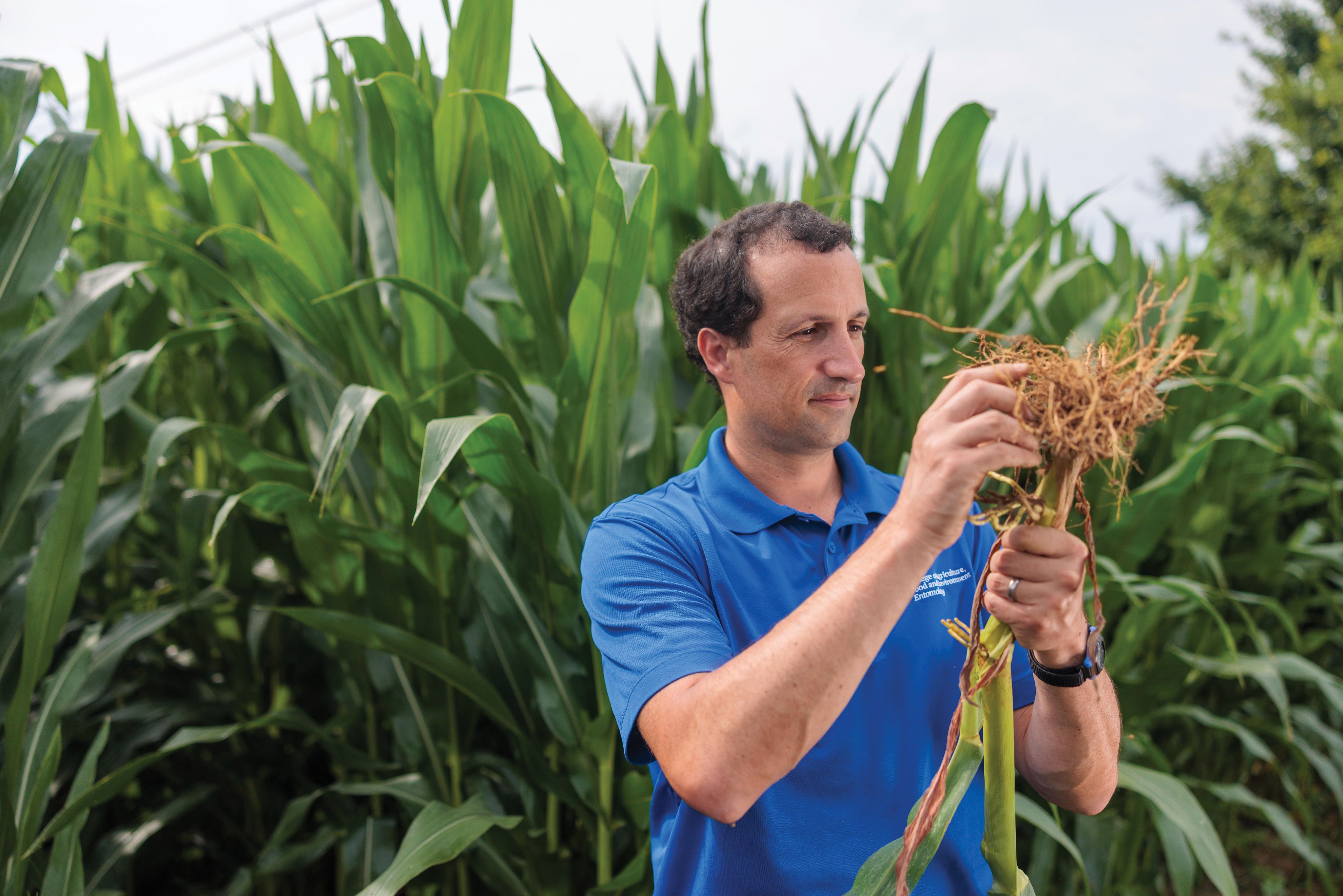 image of man holding a corn plant and checking the roots for corn rootworms